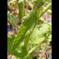 Borago officinalis (3)